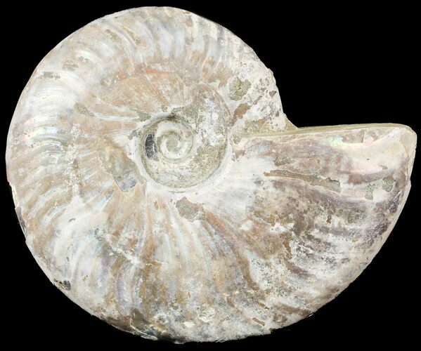 Silver Iridescent Ammonite - Madagascar #54876